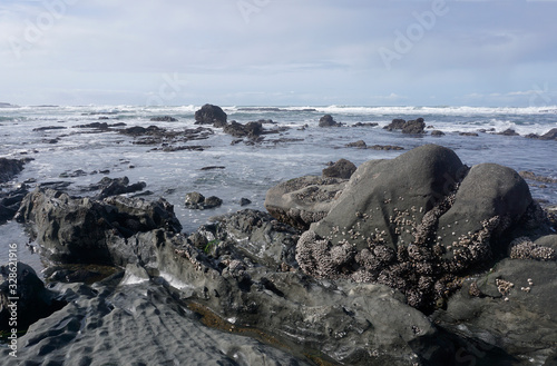  Barnacles on Rocks at Depo Bay on the Oregon coast