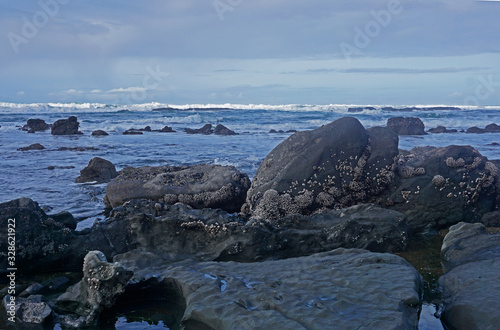 Barnacles on the rocks at Depo Bay Oregon