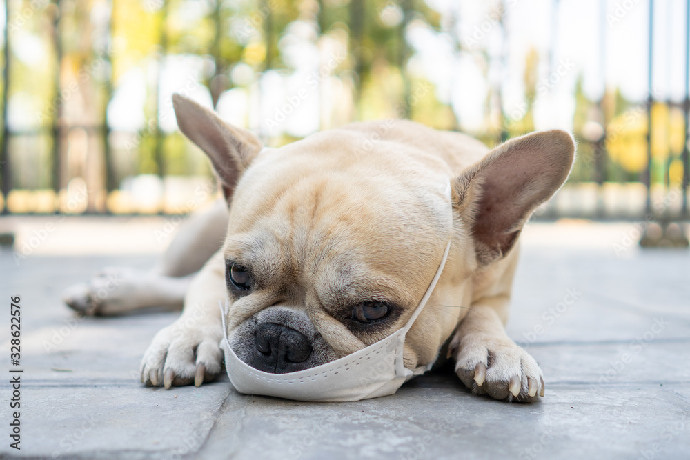 Dog wearing medical face mask prevent flu, pollution and covid 19 outdoor. Dog wearing medical face mask prevent flu, pollution and covid 19 outdoor.