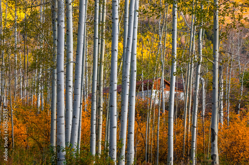 Row of Aspen trees in autumn time near Marble, Colorado