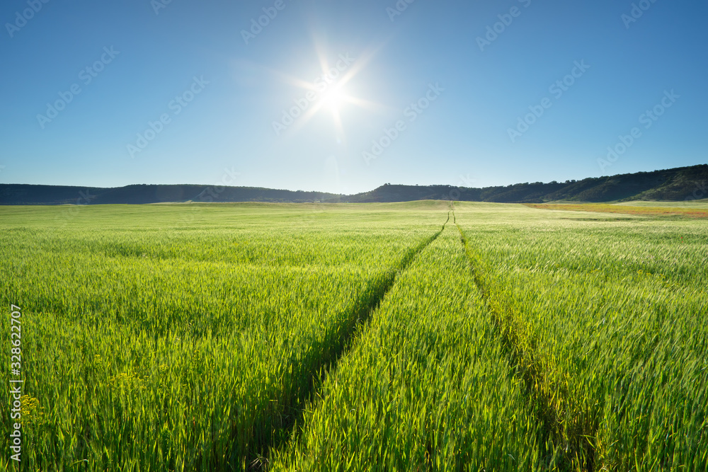 Fototapeta premium Meadow of wheat at day.