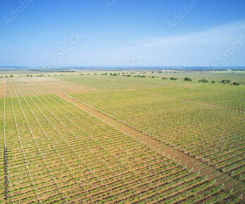 Panorama of big vineyard agrecultural meadow.