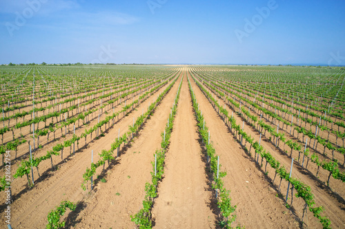 Vineyard agrecultural meadow.