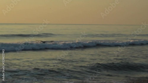 Seagull Flying over Ocean Waves