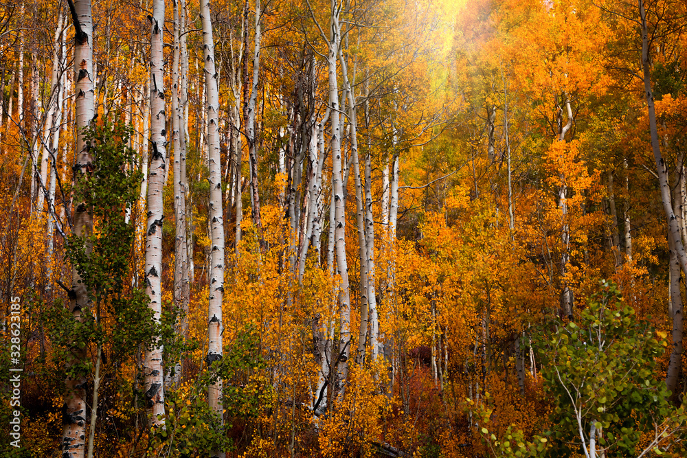 Sun flare through colorful autumn trees