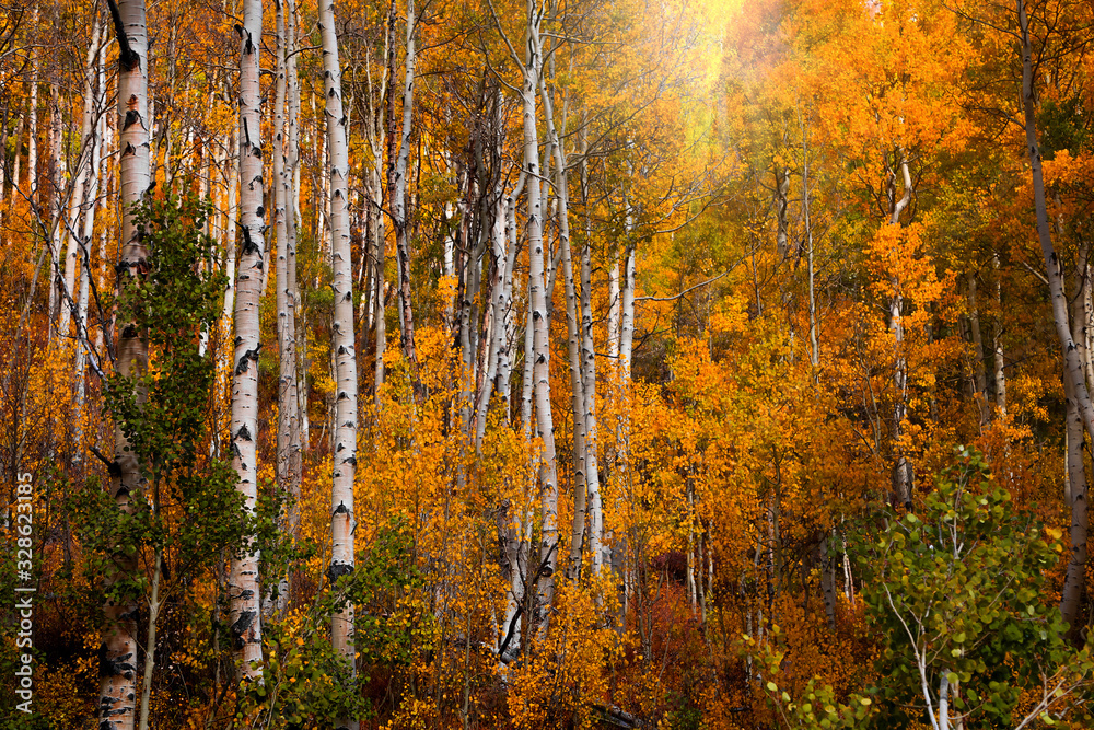 Obraz premium Sun flare through colorful autumn trees