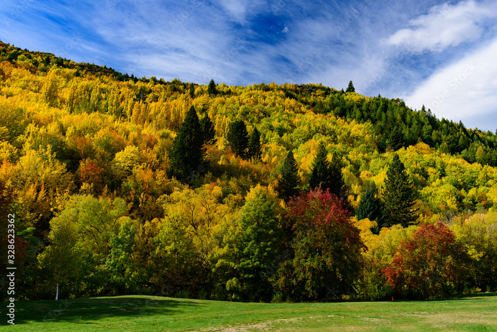 Forest with autumn leaves in Arrowtown, New Zealand