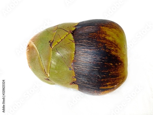 Toddy Palm isolated on white background