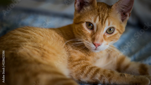 Wallpaper Mural My Cat, Zizue Torontodigital.ca