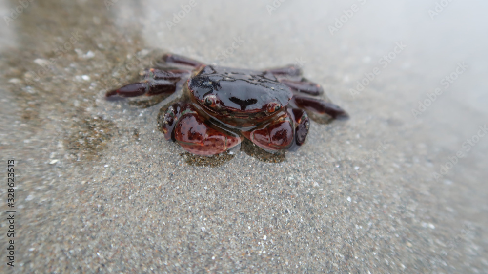 purple shore crab