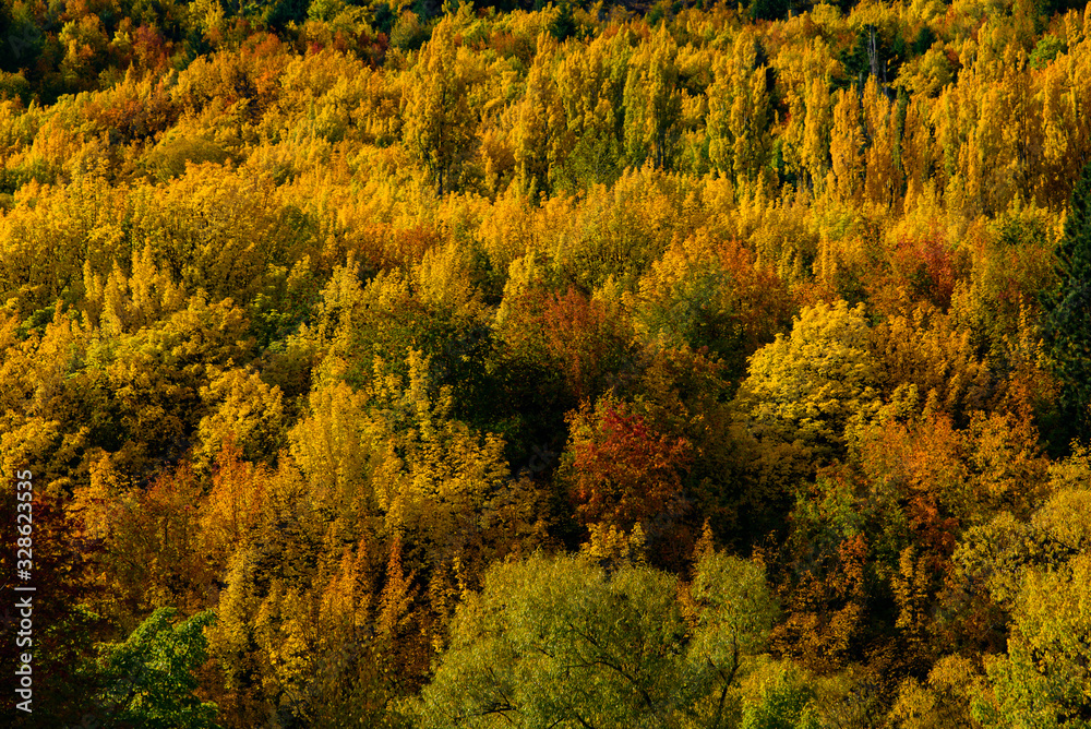 Forest with autumn leaves in Arrowtown, New Zealand Forest with autumn leaves in Arrowtown, New Zealand