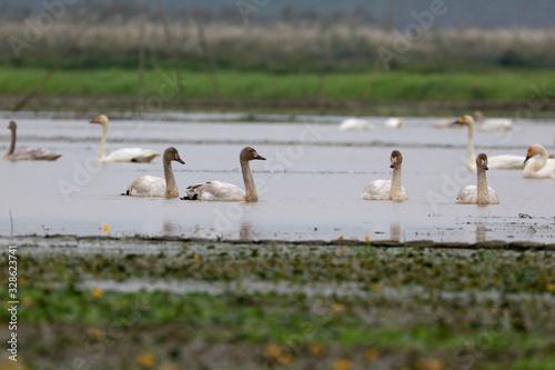Flying swans winter in China's inner lakes