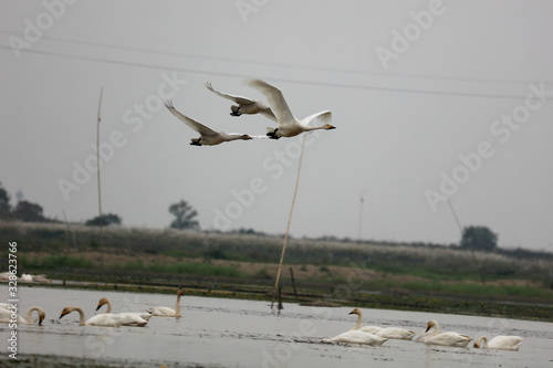Flying swans winter in China's inner lakes
