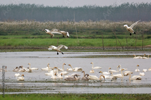 Flying swans winter in China's inner lakes