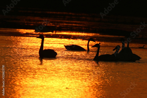 Flying swans winter in China's inner lakes