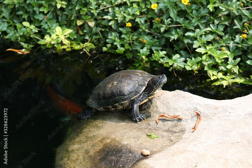 Obraz premium turtle on a rock