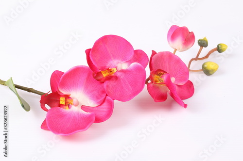 Beautiful purple orchid on a white background