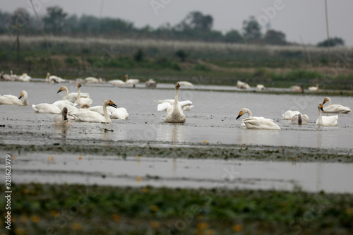 Flying swans winter in China's inner lakes