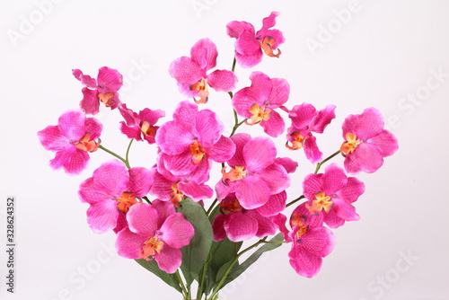 Beautiful purple orchid on a white background