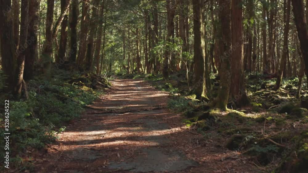 Aokigahara Jukai Forest the Aokigahara Jukai Forest the