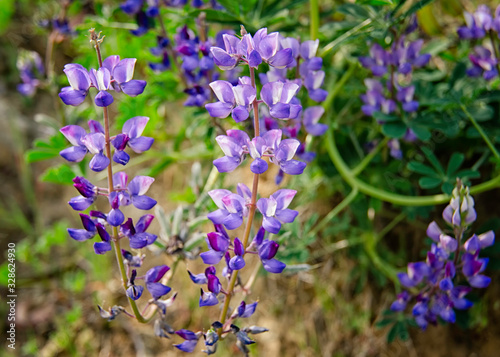 Arroyo lupine  Lupinus succulentus  blooms at Hollywood Lake Reservoir in Los Angeles  CA. 