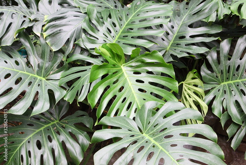 Philodendron monstera obliqua as background photo