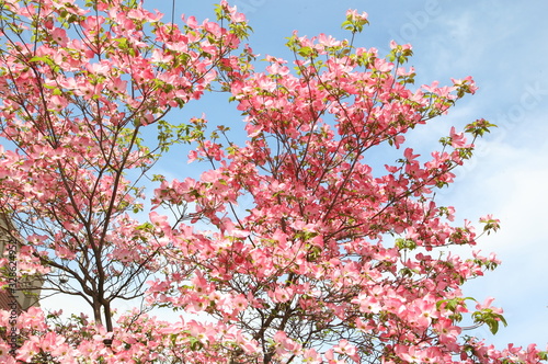 Lush pink Dogwood blossoms photo