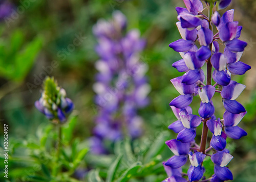 Arroyo lupine (Lupinus succulentus) blooms at Hollywood Lake Reservoir in Los Angeles, CA. 