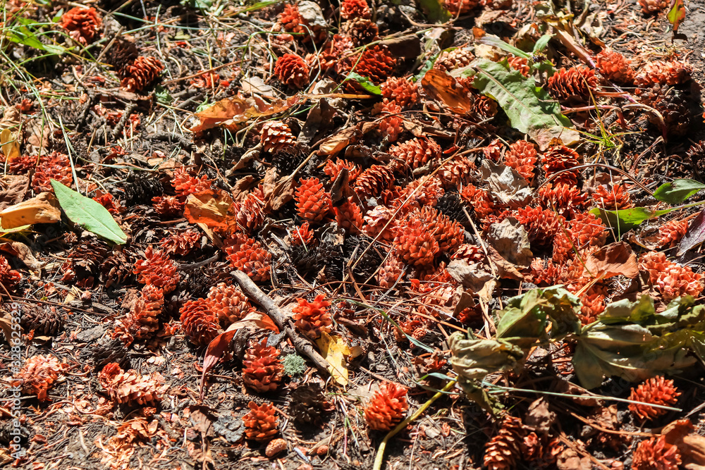 Many pine cones on the ground in autumn time Many pine cones on the ground in autumn time