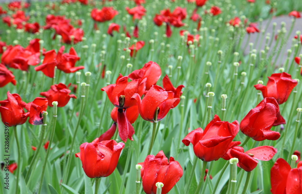 Fototapeta premium Group of many red tulips with natural background
