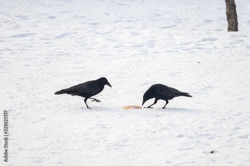 Two crows with one piece of prey in the snow