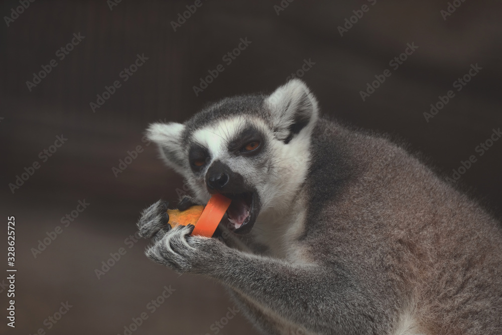 Fototapeta premium Lemur eating papaya are very happy.