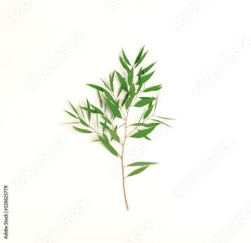 green eucalyptus leaves  branch isolated on a white background. flat lay  top view. poster