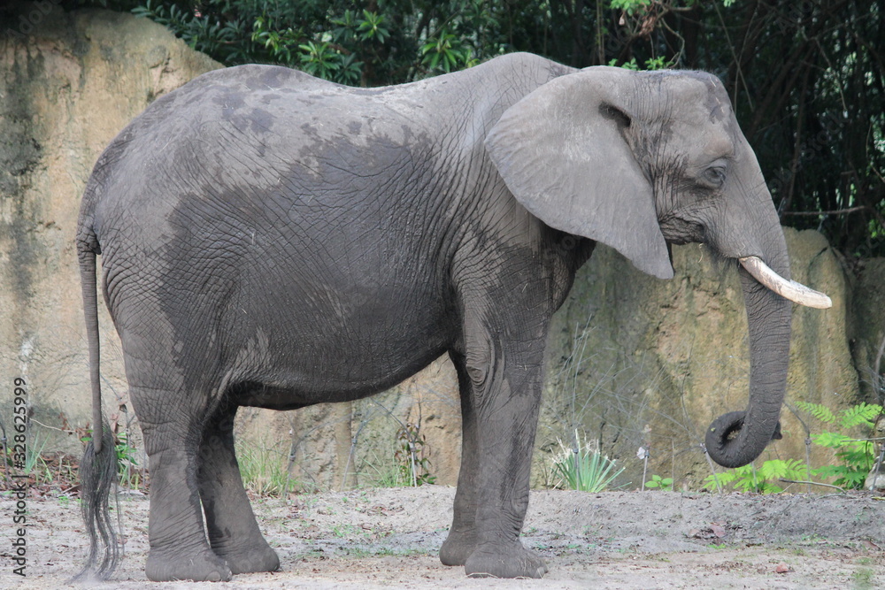 Fototapeta premium elephant in zoo