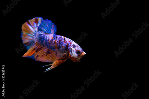 Beautiful fighting fish in a black background