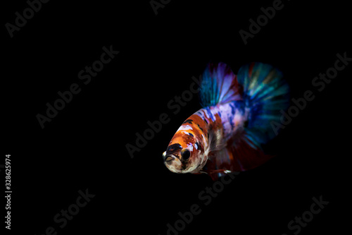 Beautiful fighting fish in a black background photo