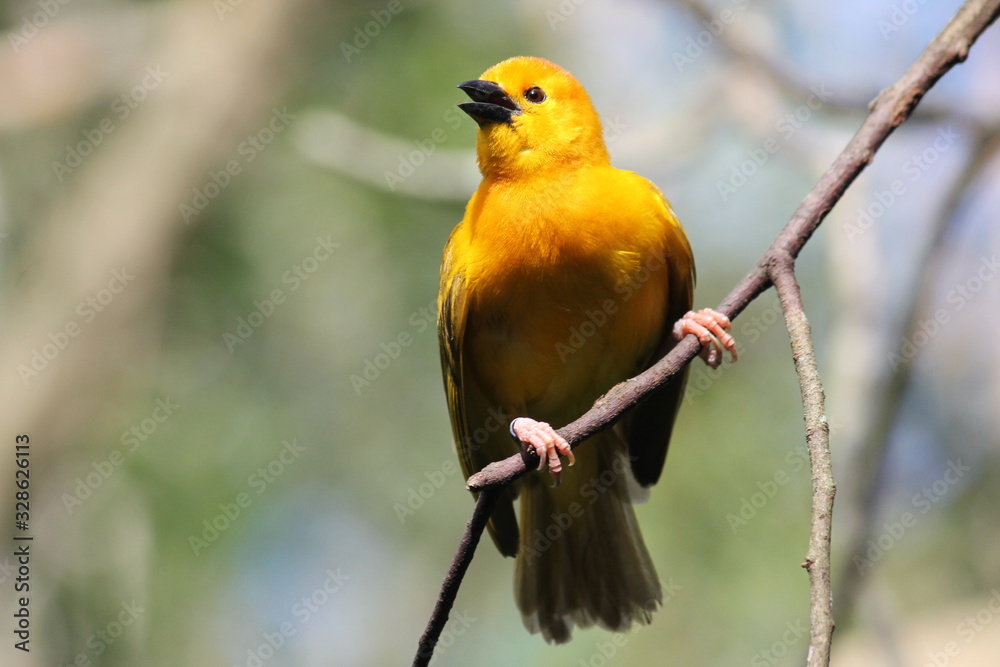 Obraz premium bird on a branch