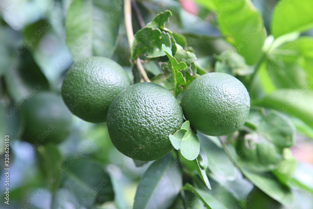 Green lemon fruits on green nature background Green lemon fruits on green nature background