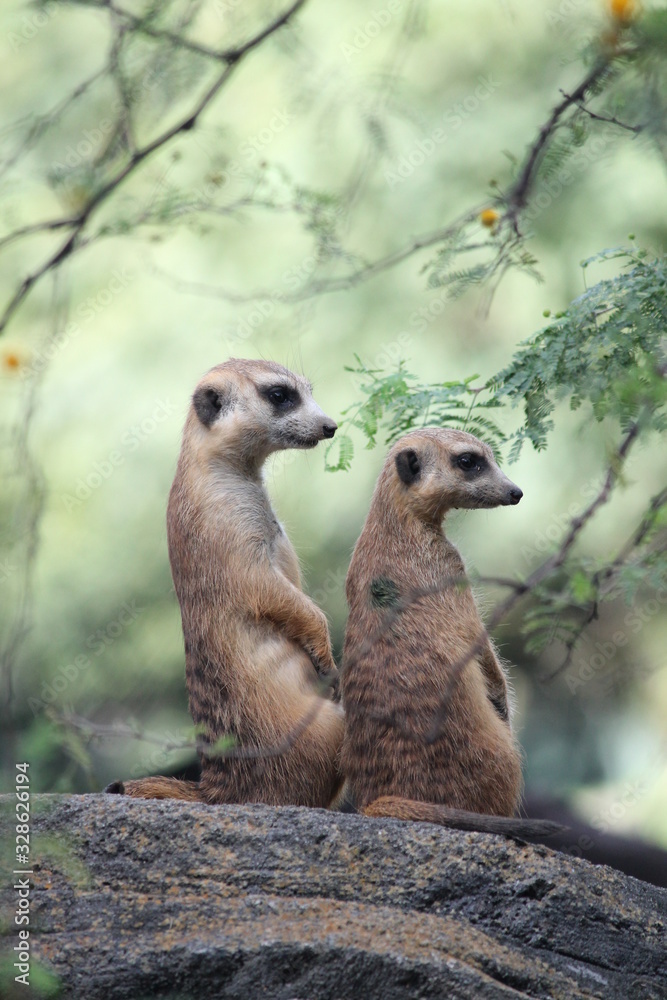 Fototapeta premium meerkat on guard