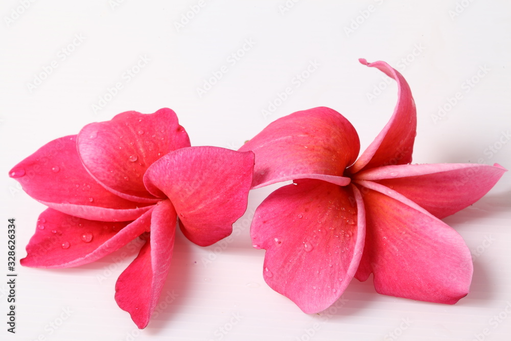 Red Frangipani flower isolated on white background Red Frangipani flower isolated on white background