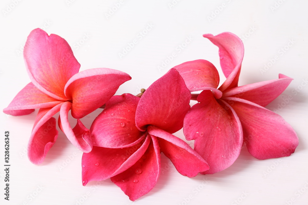 Red Frangipani flower isolated on white background Red Frangipani flower isolated on white background