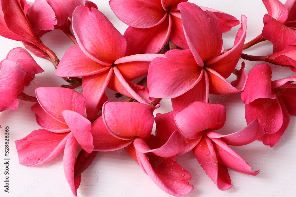 Fototapeta premium Red Frangipani flower isolated on white background