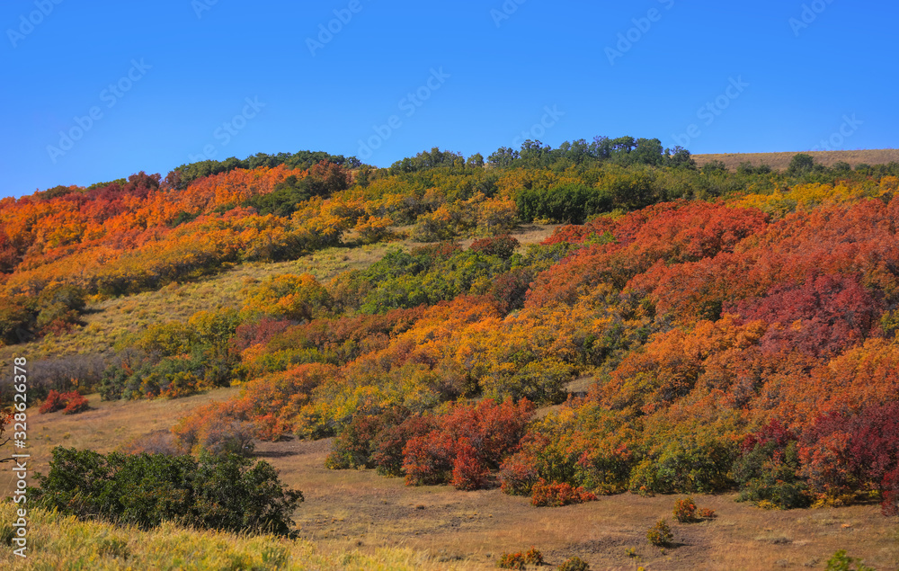 Colorful bushes in autumn time along last dollar road in Colorado