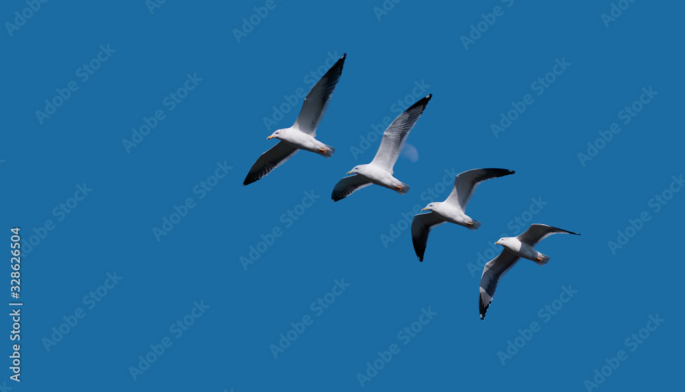 Sequence of seagull flying isolated on blue sky background, wings open widely. Sequence of seagull flying isolated on blue sky background, wings open widely.