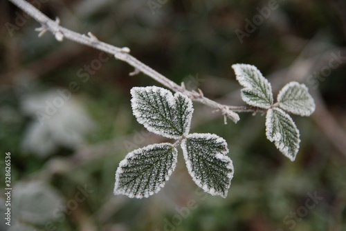 branch with leaves in hoarfrost
