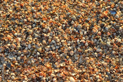 seashells on a sunny day