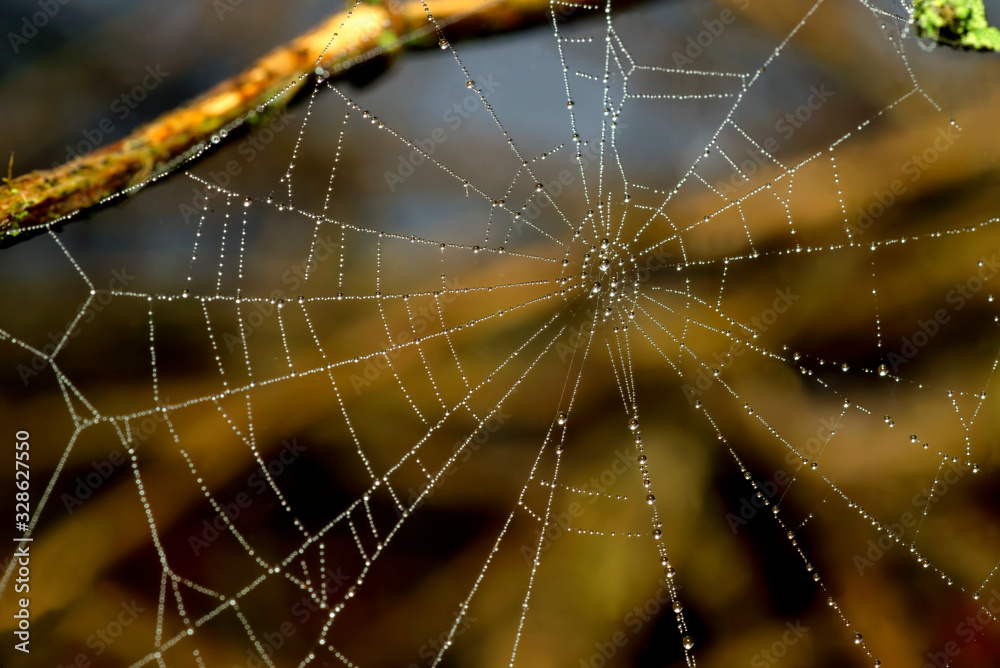 spider web on the garden spider web on the garden