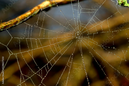 spider web on the garden