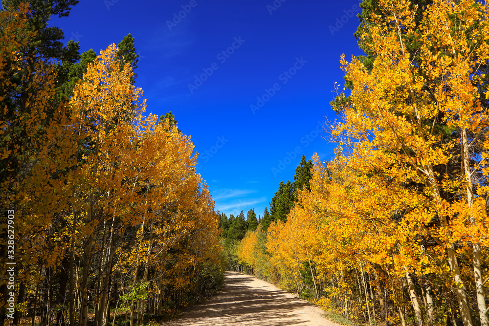 Rural road in Colorado through Aspen trees