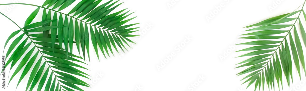 tropical green palm leaves , branches pattern frame banner on a white background . top view.copy space.abstract.